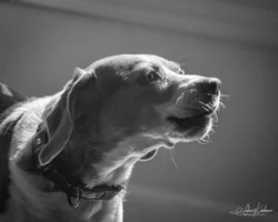 Week 14 - Arooo!