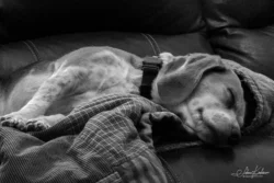 Week 16 - Tuckered out