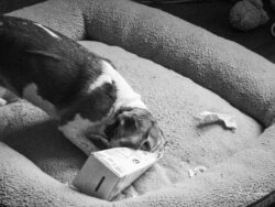 Week 17 - Lucy and the Milk Carton