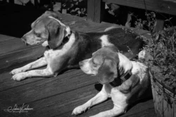 Week 20 - Taking a Sunbath