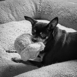 Week 21 - Maggie and The Popcorn
