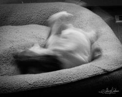 Week 22 - Rolling Like a Derwish