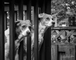 Week 23 - Two Beagles