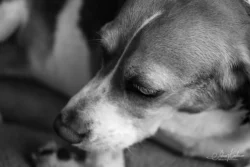 Week 24 - The Relaxed Beagle