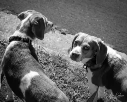 Week 25 - Two Beagles