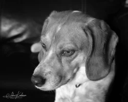 Week 26 - Betty the Beautiful