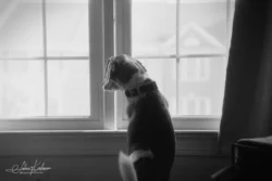 Week 27 - The Window Dweller