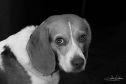 Week 30 - Beagle Eyes