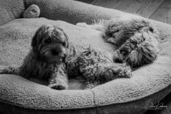 Week 32 - Our Houseguests Peanut and Porkchop