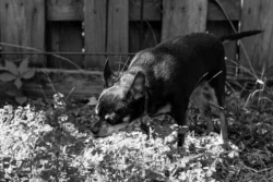 Week 38 - Maggie Sniffing the Flowers